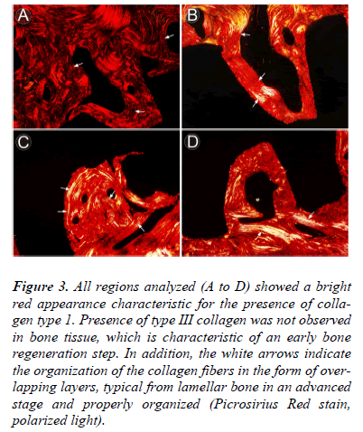 biomedres-bright-red-appearance-characteristic