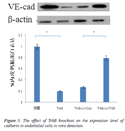 biomedres-cadherin-endothelial