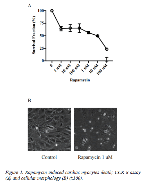 biomedres-cardiac-myocytes