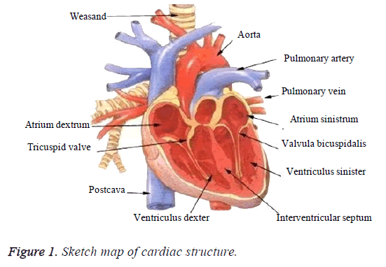 biomedres-cardiac-structure