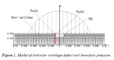 biomedres-cartilage-defect