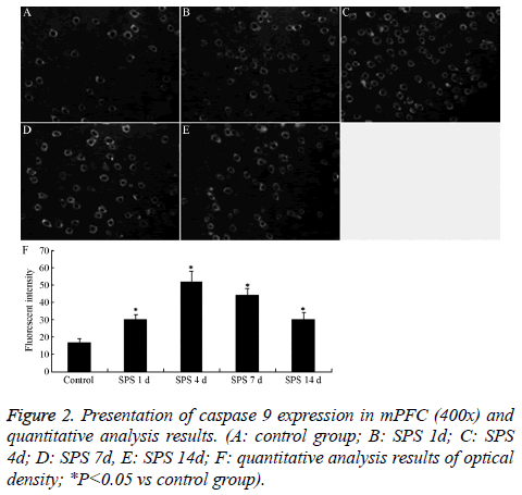 biomedres-caspase-expression