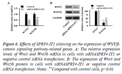 biomedres-catenin-signaling