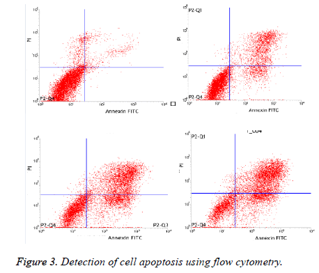 biomedres-cell-apoptosis