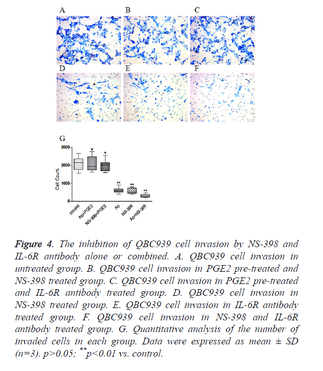 biomedres-cell-invasion