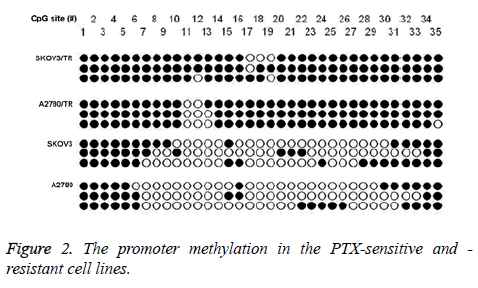 biomedres-cell-lines