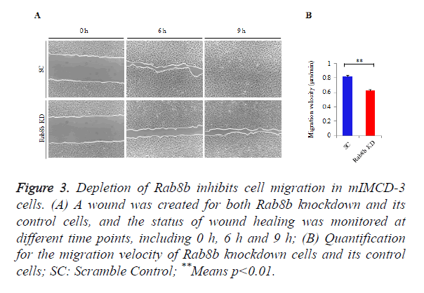 biomedres-cell-migration