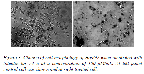 biomedres-cell-morphology