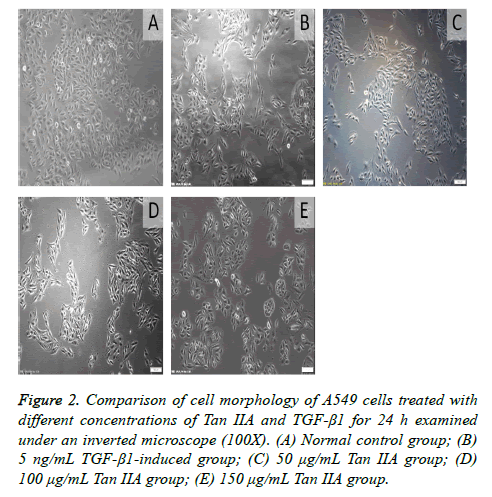 biomedres-cell-morphology