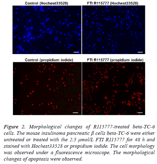 biomedres-cell-morphology