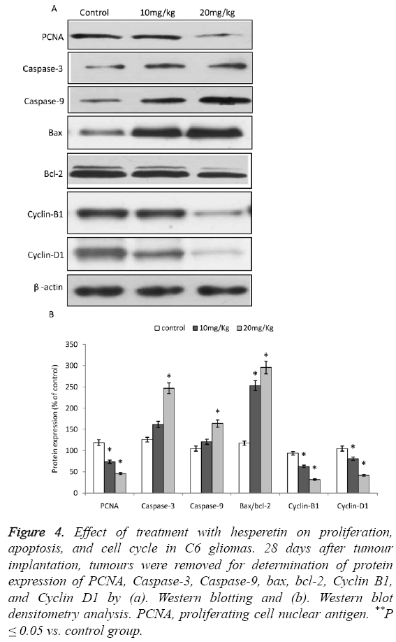 biomedres-cell-nuclear-antigen