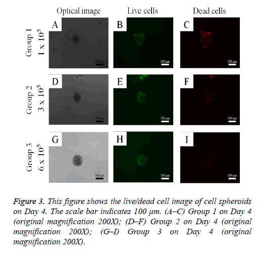 biomedres-cell-spheroids