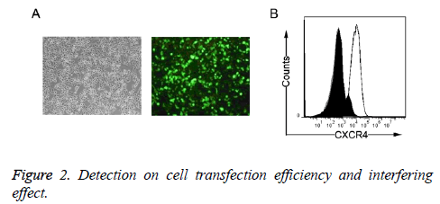 biomedres-cell-transfection