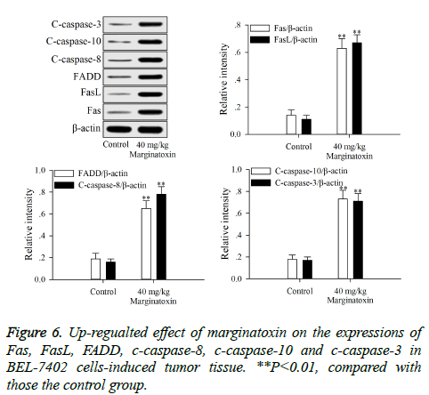 biomedres-cells-induced-tumor