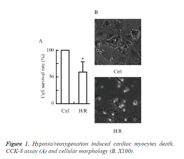 biomedres-cellular-morphology