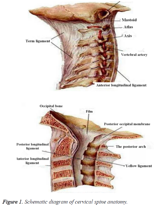 biomedres-cervical-spine-anatomy