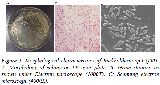 biomedres-characteristics-Burkholderia