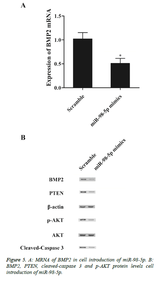 biomedres-cleaved-caspase