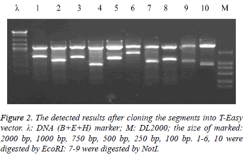 biomedres-cloning-marker