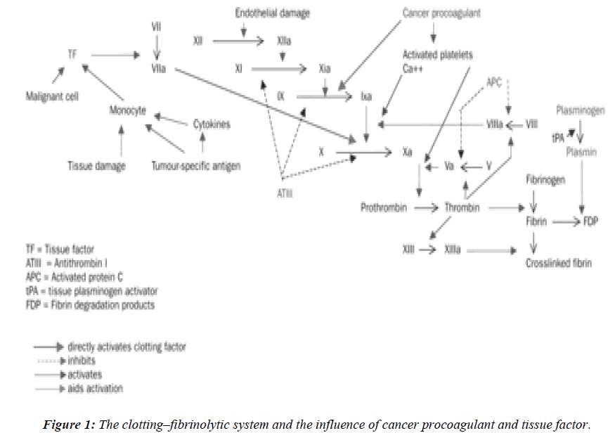 biomedres-clotting-fibrinolytic-system