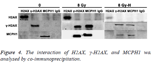 biomedres-co-immunoprecipitation