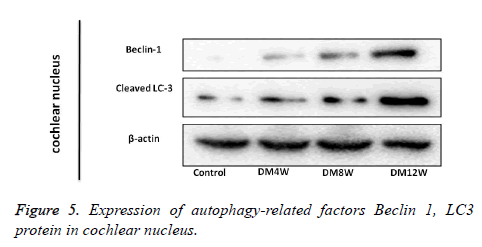 biomedres-cochlear-nucleus