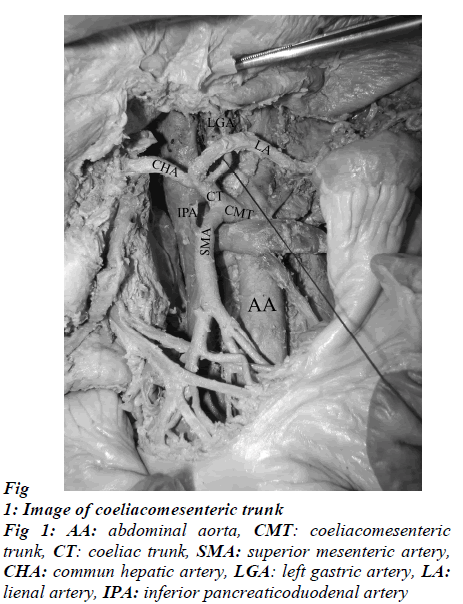 biomedres-coeliacomesenteric-trunk