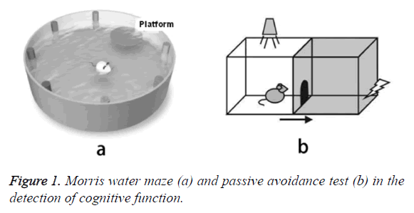 biomedres-cognitive-function