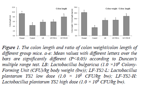 biomedres-colon-length