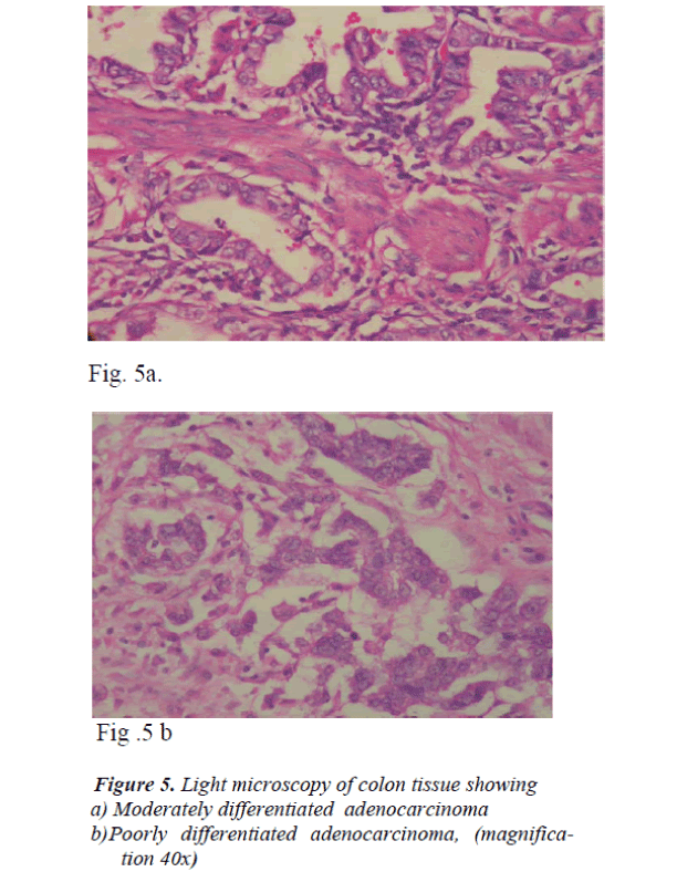 biomedres-colon-tissue