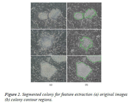 biomedres-colony-contour