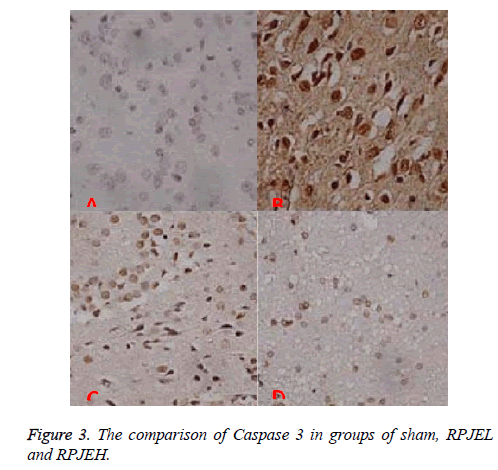 biomedres-comparison-Caspase