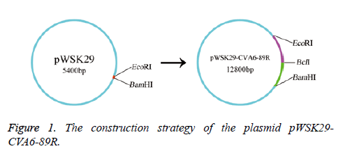 biomedres-construction-strategy