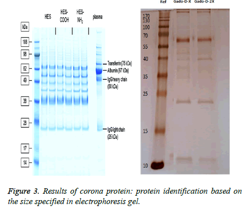 biomedres-corona-protein