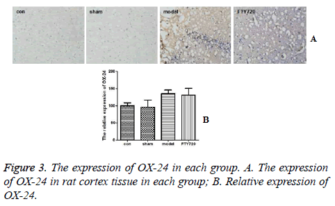 biomedres-cortex-tissue