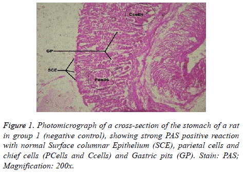 biomedres-cross-section