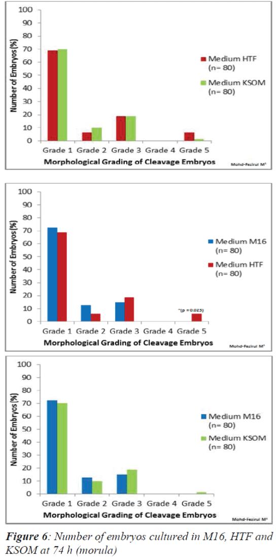 biomedres-cultured-M16-HTF