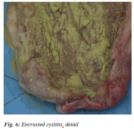 biomedres-cystitis-detail