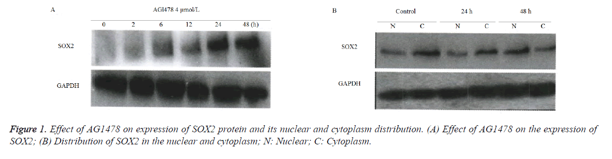 biomedres-cytoplasm-distribution