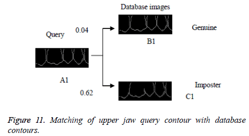 biomedres-database-contours