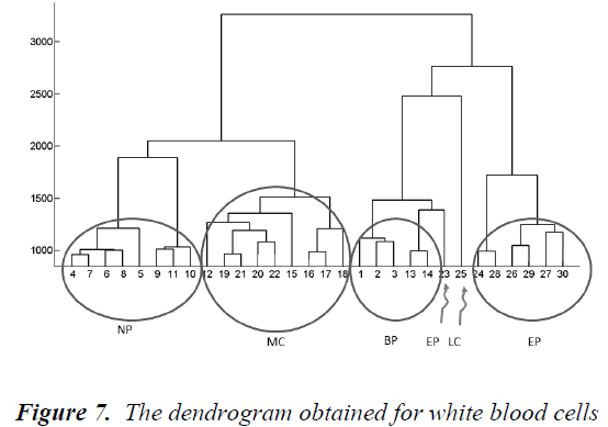 biomedres-dendrogram