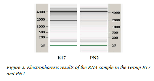 biomedres-dental-Electrophoresis