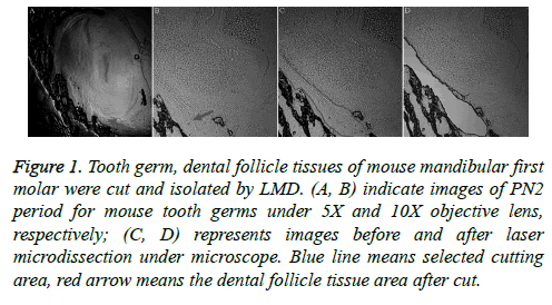 biomedres-dental-follicle