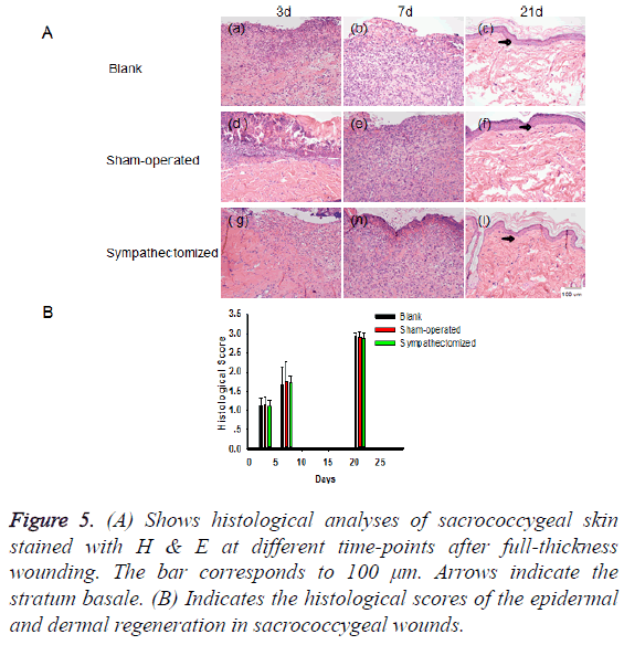 biomedres-dermal-regeneration