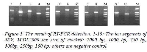 biomedres-detection-radiography