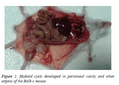 biomedres-developed-peritoneal