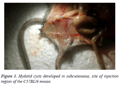 biomedres-developed-subcutaneous