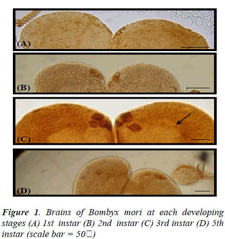 biomedres-developing-stages