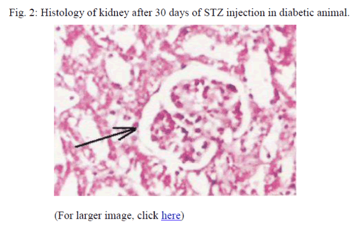 biomedres-diabetic-animal