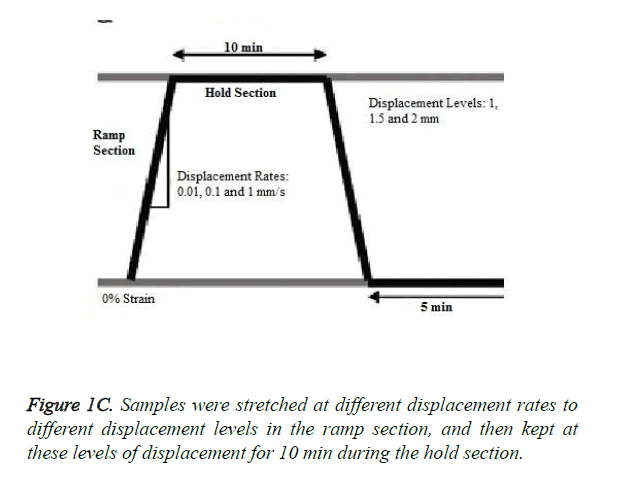 biomedres-different-displacement-rates